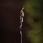 Raw Pu'er Tea(Chinese tea) - Image 5